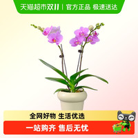 朵屿花间 蝴蝶兰 盆栽 30cm-60cm 巧克力色 军绿色 天蓝色 桔色 浅灰色 浅绿色