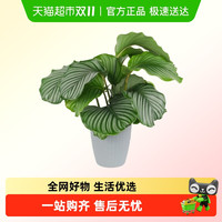 88VIP：朵屿花间 孔雀竹芋盆栽 55厘米 桔色