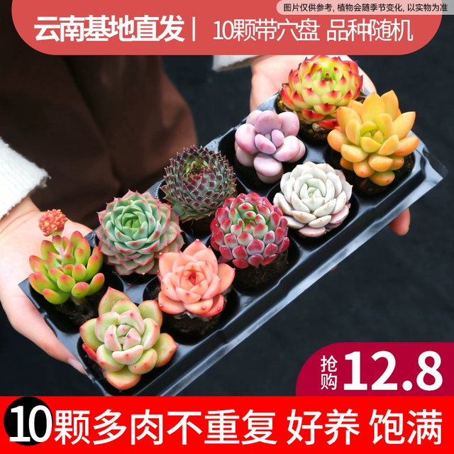 墨一 多肉植物室内带盆组合小盆栽带桩大颗好养活多品种花卉绿植营养土 10颗不重复