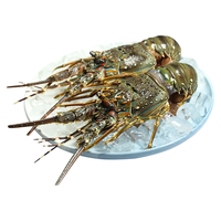 鲟好物 新鲜国产小青龙虾 大龙虾花龙虾 鲜活冷冻大虾生鲜水产 150-200g/只【尝鲜款】