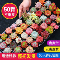 墨一 多肉植物 带盆组合小盆栽 10颗 不重复