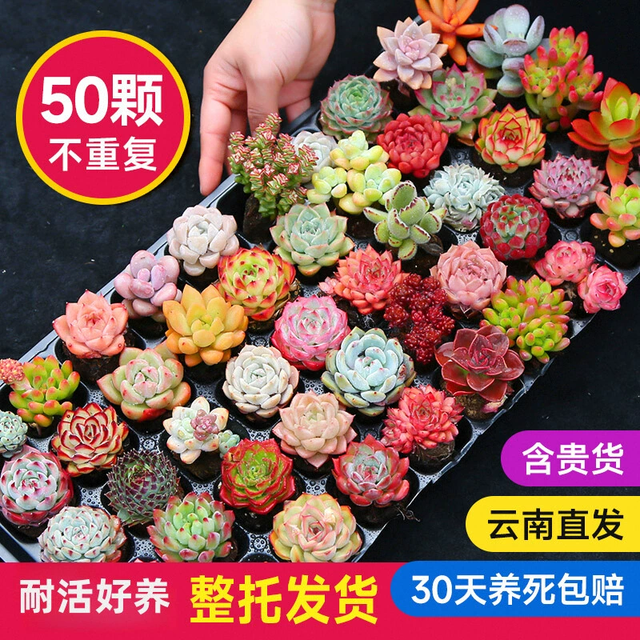 墨一 多肉植物 带盆组合小盆栽 10颗 不重复