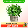 爱黛 薄荷盆栽 20cm 薄荷盆栽