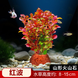 花百年 鱼缸水草植物真草造景阴性水榕蜈蚣绿菊冒泡净水培菌新手装饰套餐