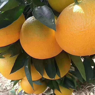 京觅秭归纽荷尔脐橙新鲜采摘 净重5斤 单果170g+礼盒装 源头直发