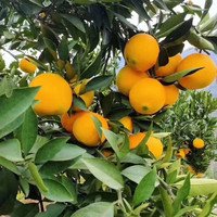 京觅 秭归纽荷尔脐橙新鲜采摘 净重5斤 单果170g+礼盒装 源头直发