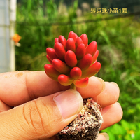 恭田 转运珠 多肉组合盆栽 1颗小苗 不含盆