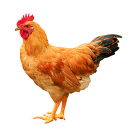 杨博士童子鸡皖南土鸡未打鸣小公鸡辣子鸡盐焗鸡活鸡现杀1只净重650g