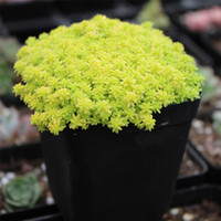 花姝寒 多肉组合盆栽 黄金万年草 薄雪万年草 带盆栽 桔色