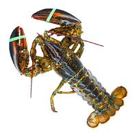 渔传播 FISHERY PROPAGATION 波士顿龙虾海鲜 大龙虾!