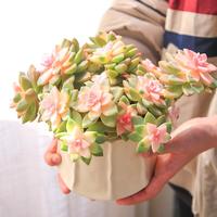 MUMUHOME 多肉植物 巧克力方砖锦 3-4cm