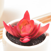 凯天·花航 多肉爆款D 景天科青锁龙属 多肉植物 火祭 3-4CM