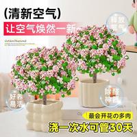 绿邪 金枝玉叶盆栽 颜色分类：金枝玉叶小苗5颗（不含盆）