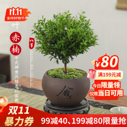 八芽 小叶赤楠盆景摆件室内绿植花卉盆栽老桩客厅办公室桌面好养植物 （舍得紫砂盆+苔藓+底座）