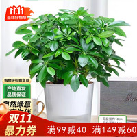 泰西丝 鸭脚木盆栽 水培植物 懒人自吸盆 绿植 客厅摆件 光汐吸水盆