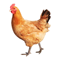 BOZAIJIA波仔家大别山黑脚老母鸡散养500天土鸡整鸡肉生鲜 炖汤食材 1kg 一只黑脚土鸡