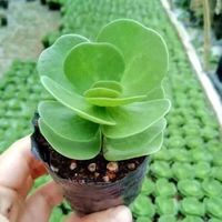 花语笙默 金钱木老桩盆栽多肉植物好养原盆土花卉绿植办公室防辐射四季常绿 金钱木幼苗3-4cm