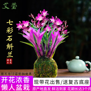 艾莹 冬带花七彩香水石斛兰花四季好养绿植浓香型石斛兰花苗桌面盆栽 3苗七彩石斛当年开花 没叶艺 懒人盆
