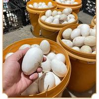 新鲜10枚散养土鹅蛋鹅蛋农家散养现捡现发餐食80-100g/个