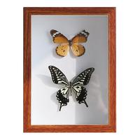 中空3cm5创意手工昆虫植物干花相框摆台标本展示框10寸8A4