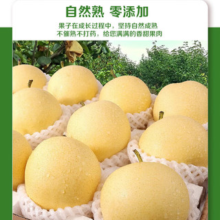 樱鲜 皇冠梨 脆甜多汁 新鲜水果