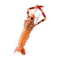 遇上鲜 舟山海鳌虾日料刺身海捕鲜活船冻海鲜野生超大鳌虾大虾水产新鲜
