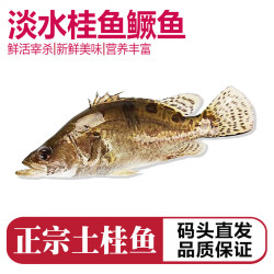 品鲜肴 淡水鱼生态桂鱼鳜鱼鳌花鱼桂花季花鱼自然捕获鲜活现杀生鲜水产   净膛后 250-300g（1条）小号桂鱼