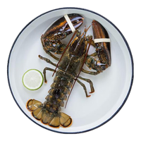 鲜承 龙虾鲜冻超大波龙波士顿大龙虾年货海鲜礼盒 500-600g/只