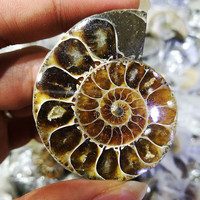天然水晶宝石石头奇石矿石标本原石摆件地质教学科普摆件 玉化螺切片（2-3cm）