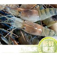 十里馋罗氏虾新鲜大头虾海鲜生鲜淡水虾冷冻河虾对虾大虾基围大虾 1000g 12-14cm