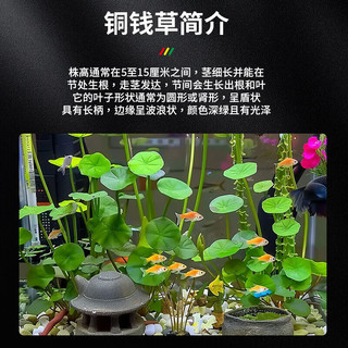 疯狂水草鱼缸造景水草生态鱼缸水草真水草净化火山石铜钱草*2源头直发