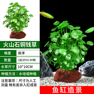 疯狂水草鱼缸造景水草生态鱼缸水草真水草净化火山石铜钱草*2源头直发