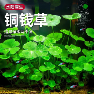 疯狂水草鱼缸造景水草生态鱼缸水草真水草净化火山石铜钱草*2源头直发