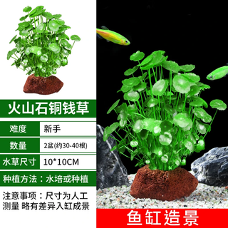 疯狂水草鱼缸造景水草生态鱼缸水草真水草净化火山石铜钱草*2源头直发