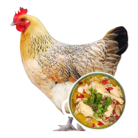 橙小萌 620天散养苏北老母鸡 鸡肉 1.5-1.8kg