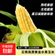 京喜 云南高原新鲜水果玉米起脆甜爆浆 300g/棒  1.8-2斤含箱