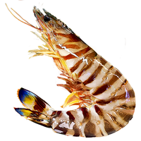 北海湾 竹节虾鲜活速冻九节虾斑节虾新鲜大虾特大2斤海鲜水产超大 2斤大号竹节虾