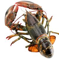 梦尝客【活鲜】波士顿龙虾大龙虾大波龙鲜活长辈父母家长同城闪送 11斤/只 大龙虾1只