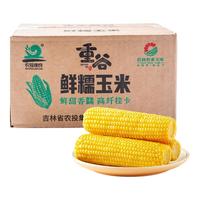 【农投】东北黄糯玉米白糯玉米软糯香甜粘苞米真空装粗粮杂粮