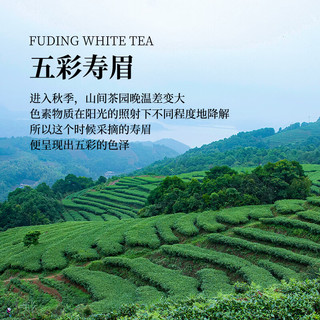 梦龙韵【精选福鼎白茶】陈皮白茶福鼎白茶源产地核心产区老白茶礼盒 2020年福鼎老白茶五彩寿眉 50g*2盒 +礼袋
