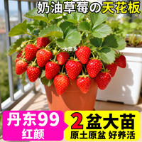 大菜乡丹东99红颜草莓苗秧原土原盆大苗奶油草莓四季阳台小院易活易种植 【原土原盆】红颜草莓苗2盆