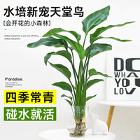 临雅 天堂鸟水培植物花卉 天堂鸟1颗
