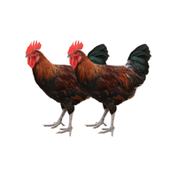 三德子好甄选 少年公鸡净重1.25-1.45kg