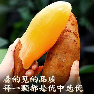 云南雪莲果天山新鲜水果当季现挖脆甜5斤雪连果时令大果整箱包邮