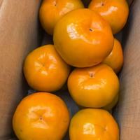 软硬两吃 陕西脆柿子5斤 80-100g/只甜脆巧克力应季带箱