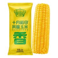 十月稻田 黄糯玉米 1根 220g 东北粘玉米棒 减脂早餐 杂粮粗粮 黄糯玉米 1根