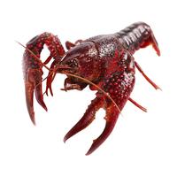 渔传播 FISHERY PROPAGATION 鲜活小龙虾 约4-6钱/只 1.5kg