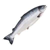 崇鲜挪威冰鲜三文鱼刺身（大西洋鲑）即食 生鱼片鲑鱼切片年货礼盒 整条鱼 5kg -6kg(分割礼盒装)