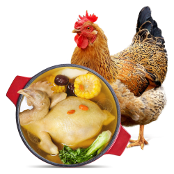 温氏 供港老母鸡 1kg