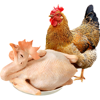 WENS 温氏 供港老母鸡